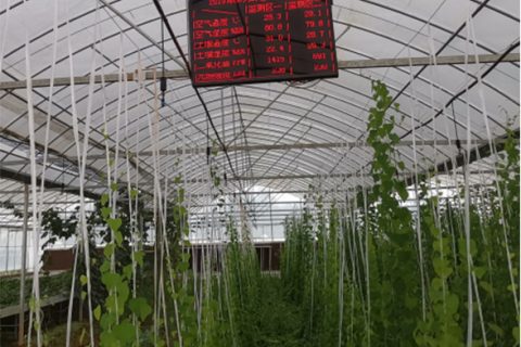 江西省上饶市鄱阳草药种植基地