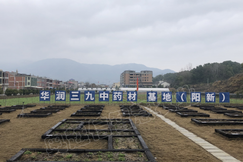 湖北阳新野菊花基地